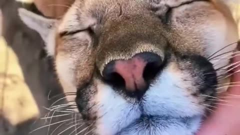 Big cats love chin scratching #amazing