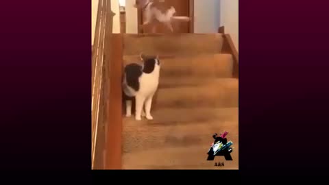 A Cute Cat Make Dog Angry