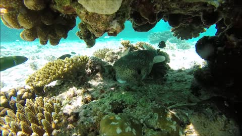 Maldives Short Snorkeling video Part 24