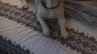 Beagle life FUNNY dog moments