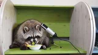 Raccoon sits down and eats green grapes