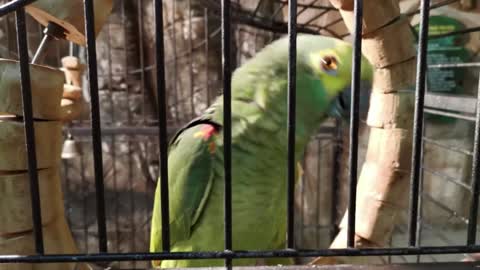 Big green parrot in a zoo cage. Looking around