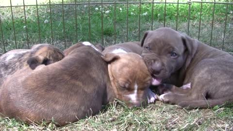 Pit bull dog glows and snaps at her puppies