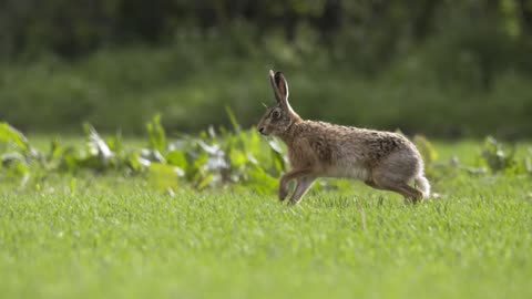 Hare Running in Slow Motion