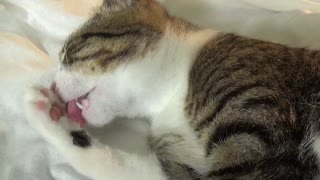 Cute Kitten Washes His Face
