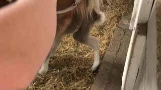 Brown horse eating apple