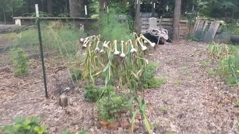 Moster Garlic in my Organic Garden