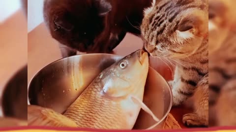Cat Fish 🐱