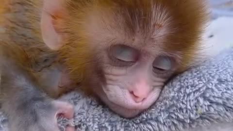 Baby monkey is relaxing