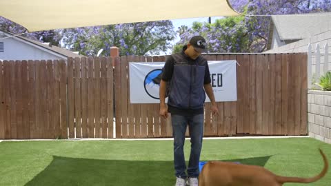 DOG TRAINING FUNDAMENTALS: LESSON 5: HEELING POSITION