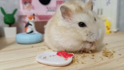 Hamster chills out in his cute tiny bedroom