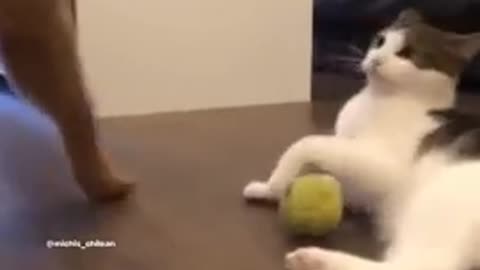 🐈 Cat slaps a dog /funny video🤣🤣