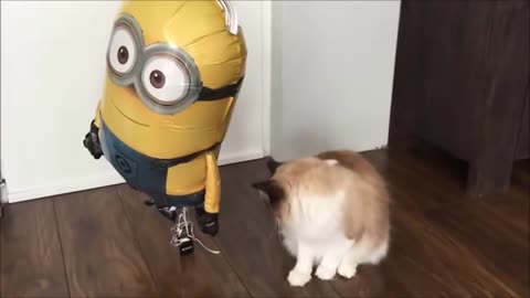 funny cat and minions