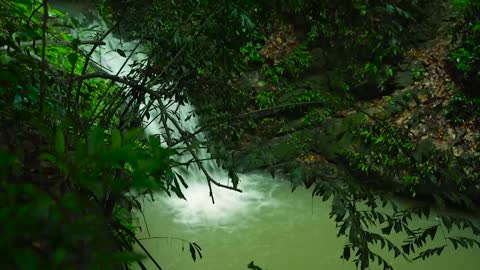 Healing music in the forest that clears the head - Relaxing harp, meditation 3 hours healing music