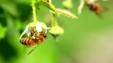 Closeup of a bee on a flower