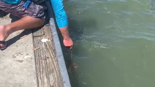 Feeding Sharks From the Dock