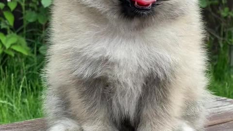 Cute dog in angry mood