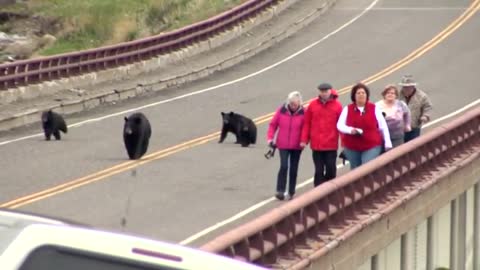 Black bear with cubs chases Yellowstone tourists