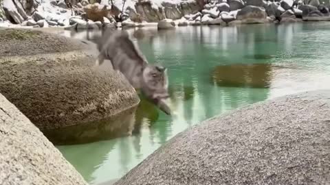 😱😱😱 Beautiful kitten jumping on the river stones 😱😱😱