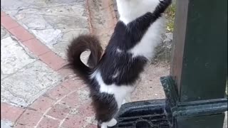 Cat Asks for Drink from Fountain After Ban