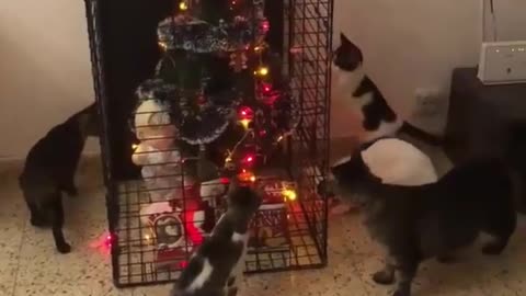 See what this woman did to protect her Christmas tree from cats