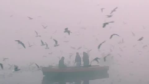 Birds Flying over People on Boat