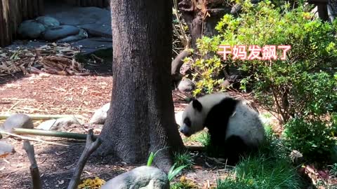 Giant panda fights are so cute