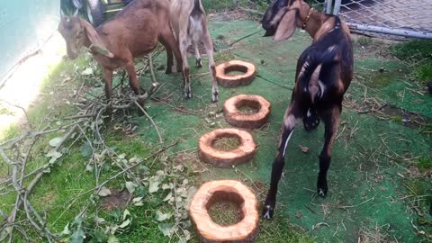 Goat kids find strange wooden rings