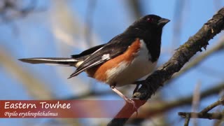 Learn-These-30 Bird-Songs-_11.mp4