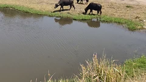 buffalo in Azraq oasis