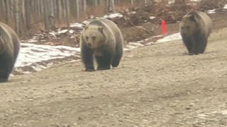 Grizzly Mom Stands in Front of Truck