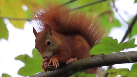 Squirrel Eating Walnut 1