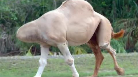 amazing,a headless camel.