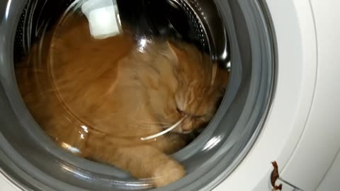 Experiment cat in a washing machine