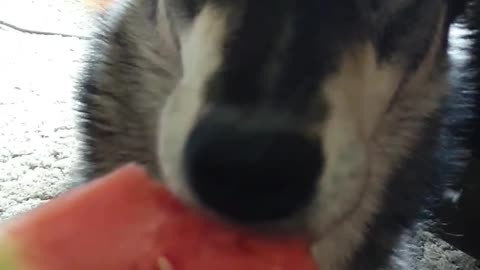 Dog Tries Watermelon and Loves It