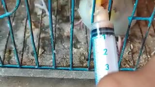 Feeding Baby Budgie at Home