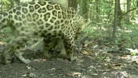 the largest jaguar ever