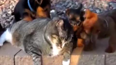 Friendship Between Dog and Cat - Fun Video