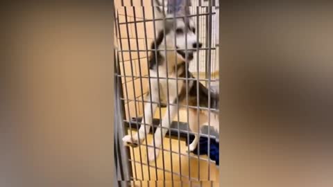 He is bored in cage wanted to get out | dog