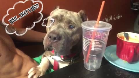Handsome Pitbull sees himself for the first time