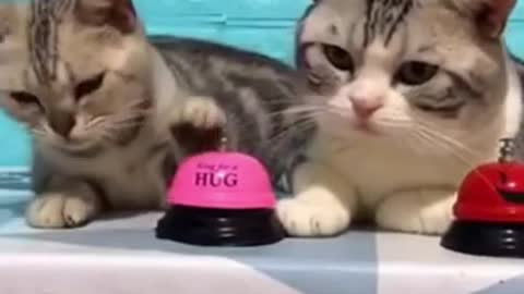 Cute Cats Ringing Bell 😍❤😍