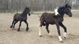 Beautiful foals play an adorable game of tag
