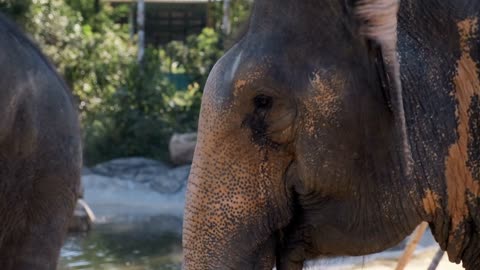 muzzle of asian elephant in zoo park, closeup, wild animals in captivity