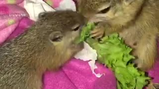 Mother squirrely & baby adorably snack on piece of lettuce