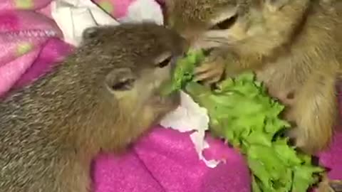 Mother squirrely & baby adorably snack on piece of lettuce