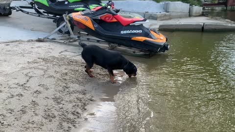 Rottie discovered waves