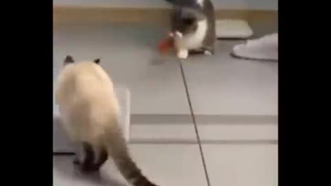 FUNNIEST CATS LIFE, DON'T TRY TO HOLD BACK LAUGHTER