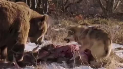 To ensure the pregnant she -wolf hand meat the alpha dated to fight a brown bear for food. #animals