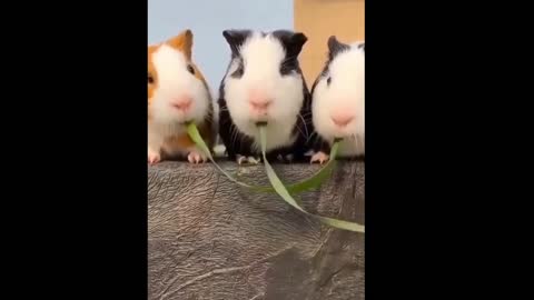 Adorable Hamsters eating leaves🐹