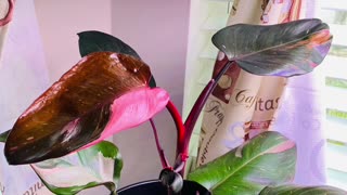 Pink Princess Philodendron 5 days progress